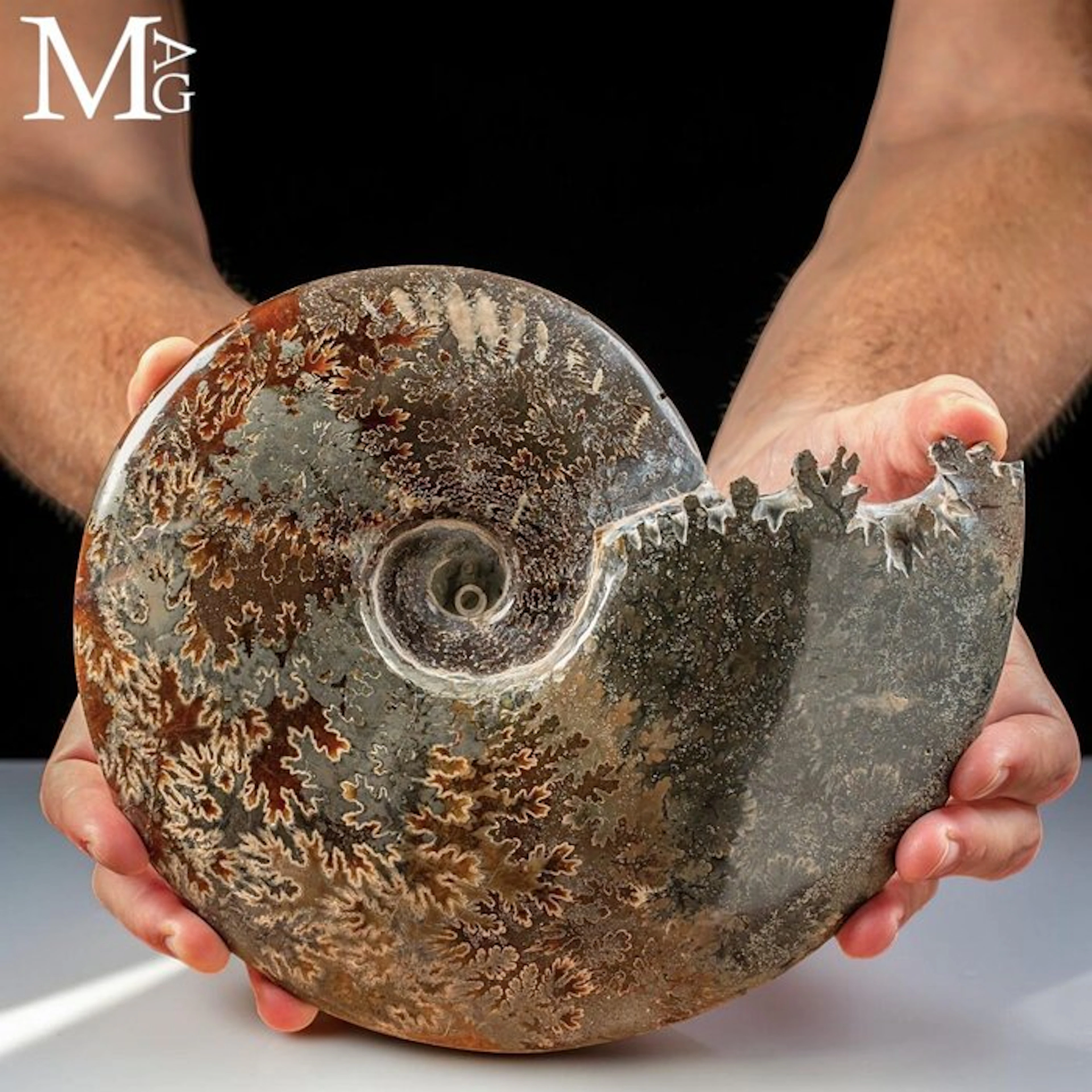 Magnificent Pyritized Cleoniceras Ammonite Fossil - Rare...