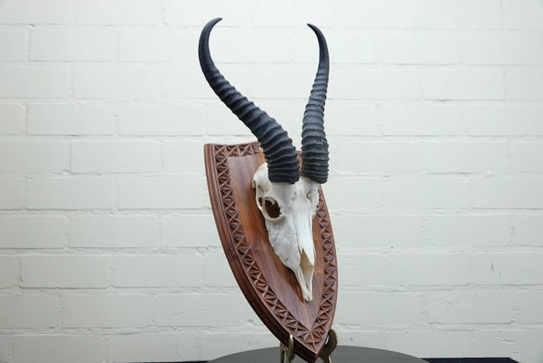 Springbok Skull - Antidorcas marsupialis - 0 cm - 0 cm - 0 cm- non-CITES