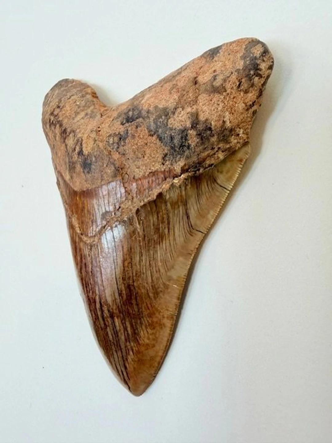Megalodon - Fossil tooth - 148 mm - 116 mm