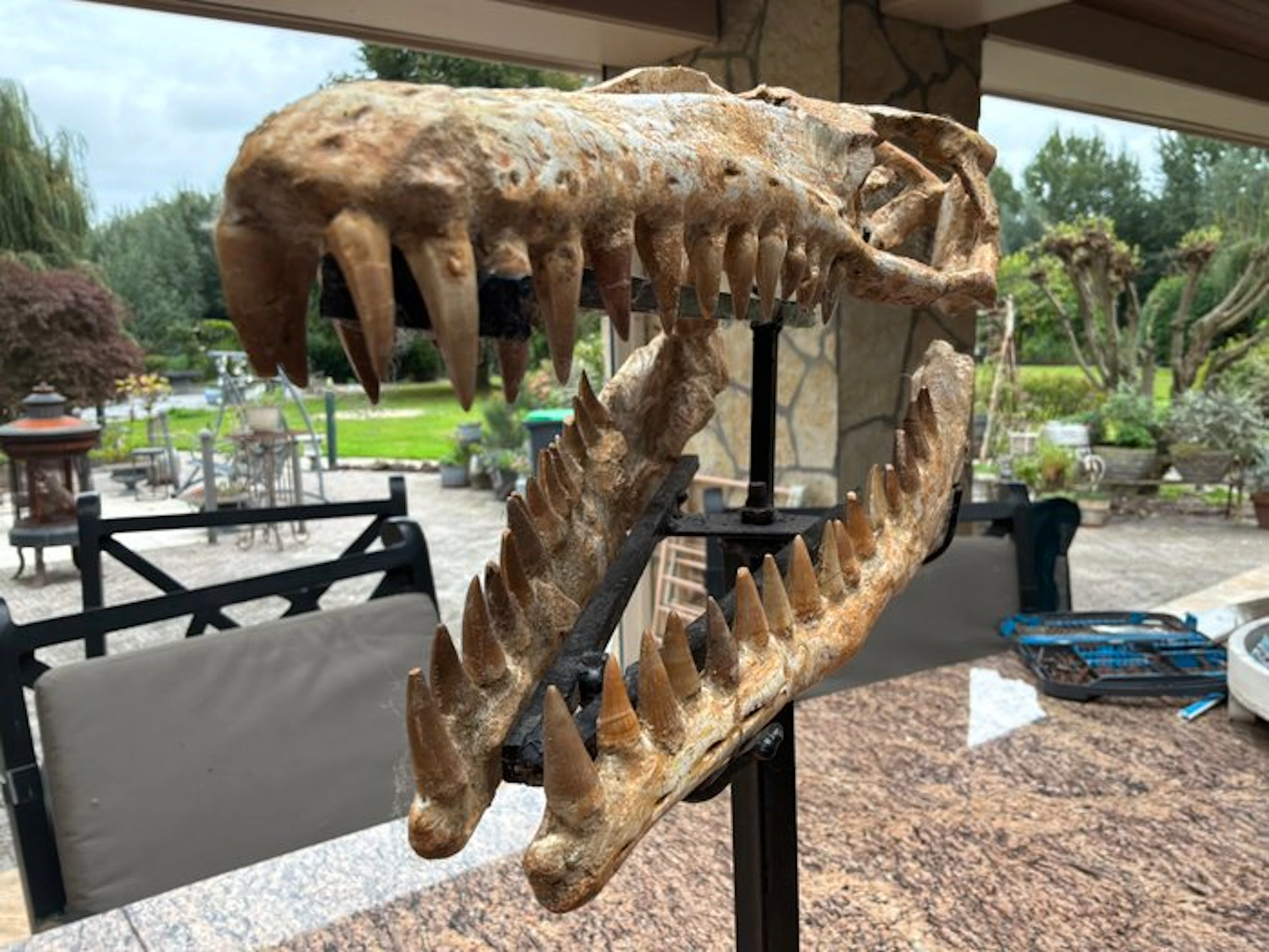 Fossil skeleton - Halisaurus - 57 cm - 45 cm