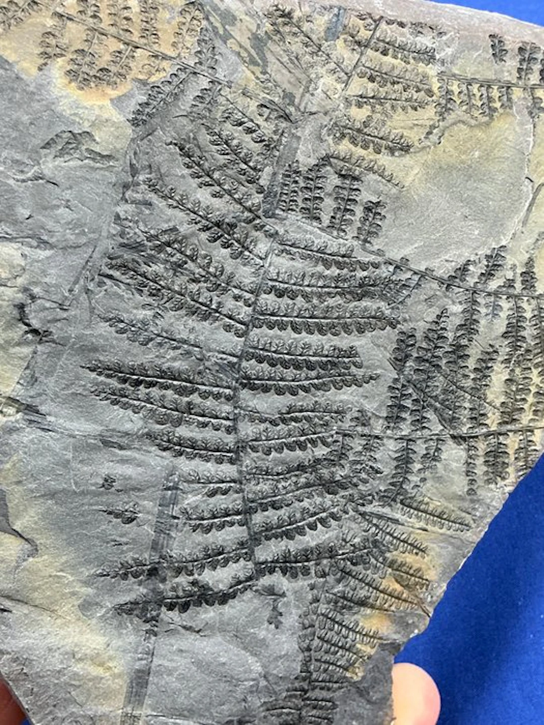 Magnificent carboniferous plant fossil - Fossilised plant...