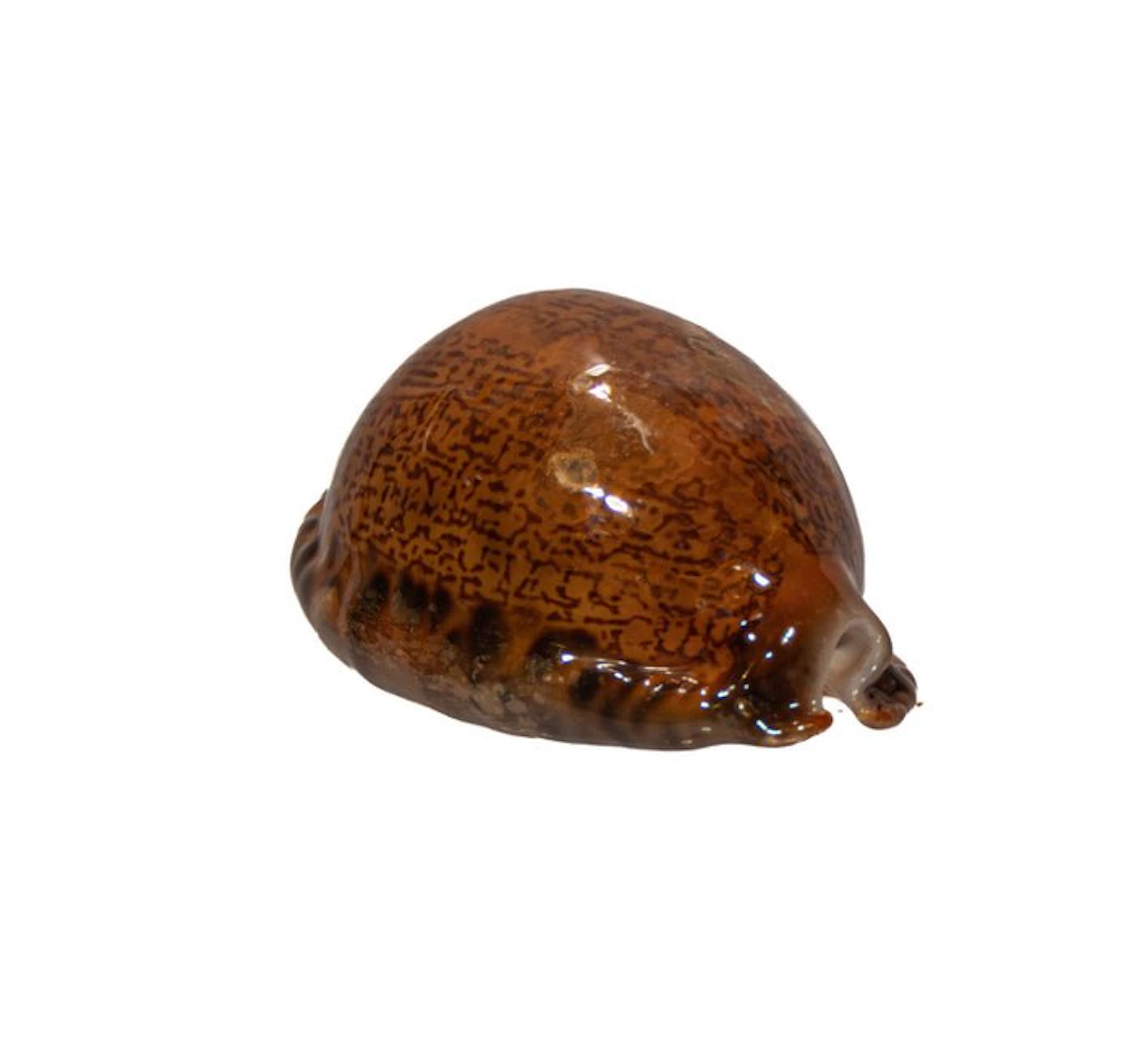 Exclusive collector's kauri: Mauritia arabica immanis (65 mm