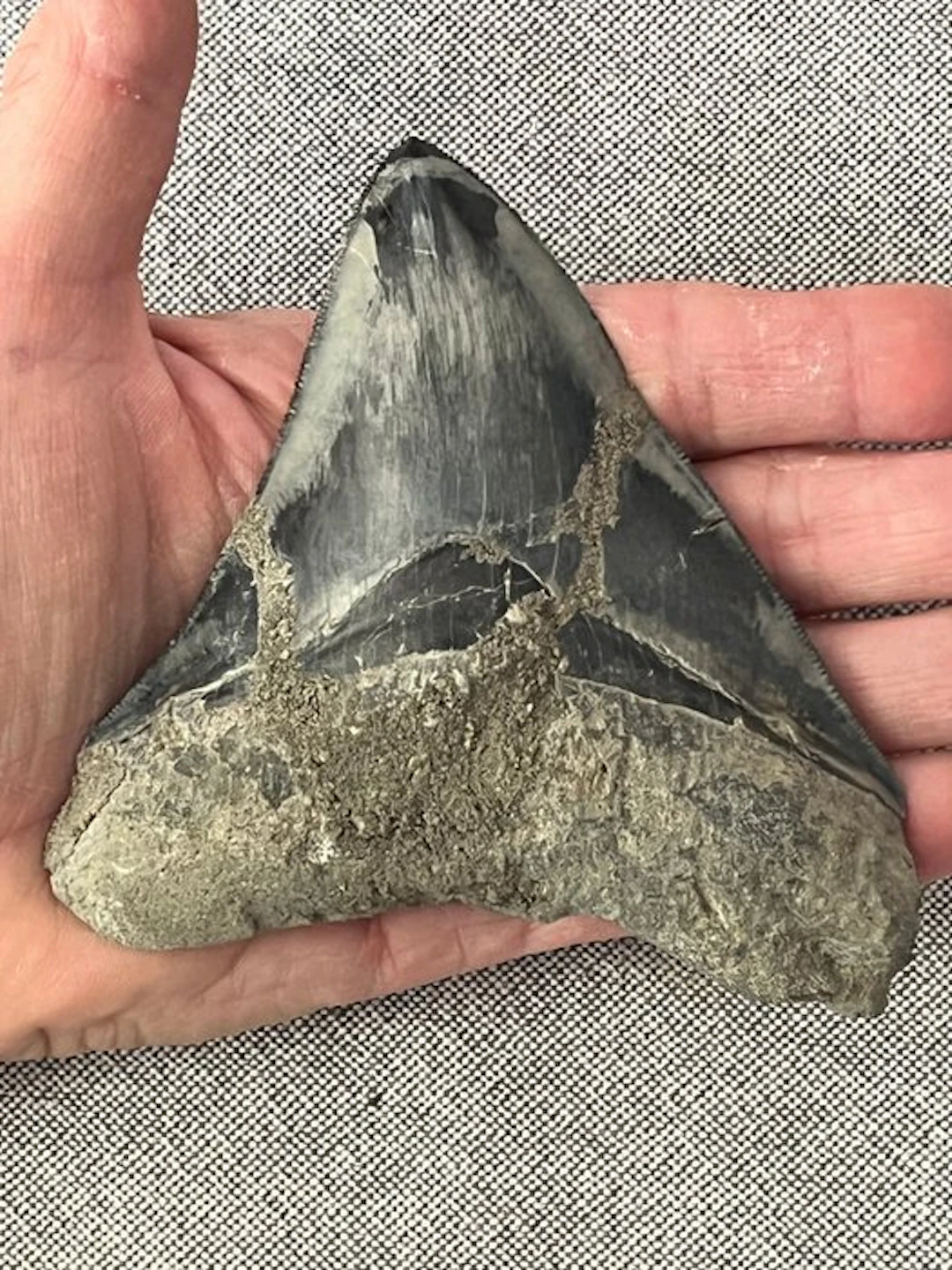 Megalodon tooth 11,6 cm - Fossil tooth - Carcharocles megalodon