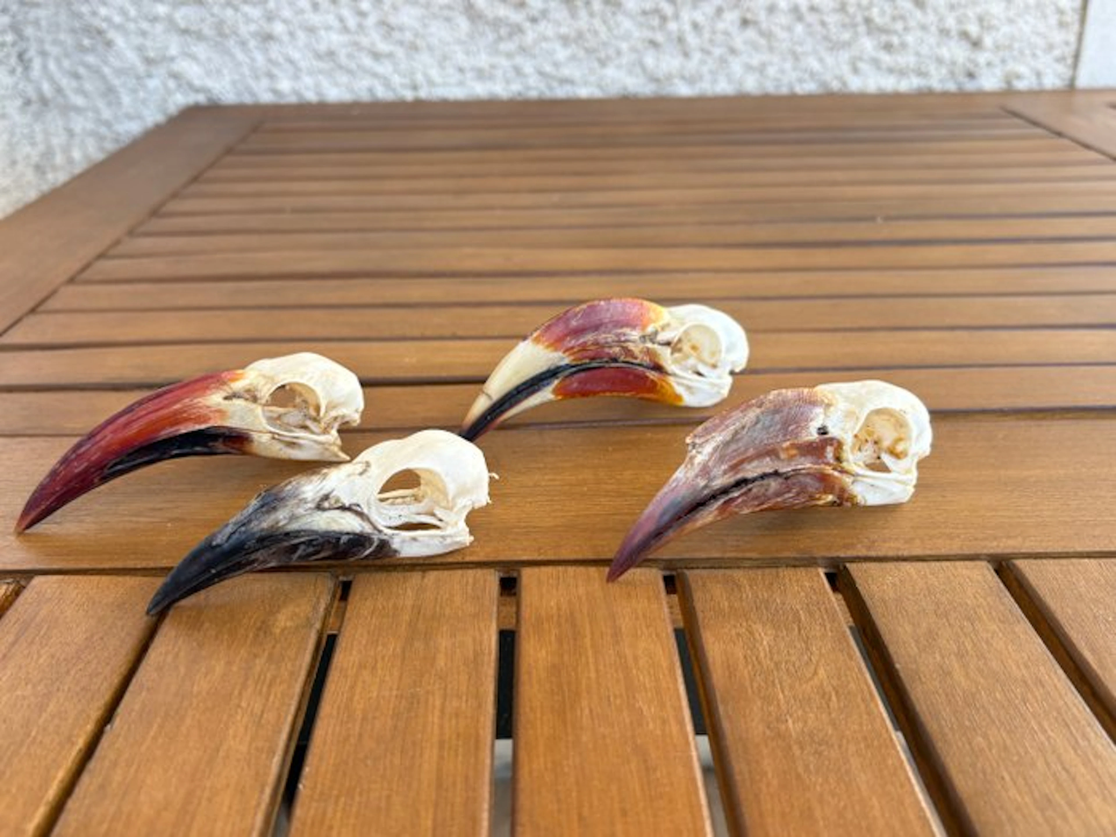 slang Bird skull - Tockus deckeni - 3.5 cm - 2.8 cm - 12...