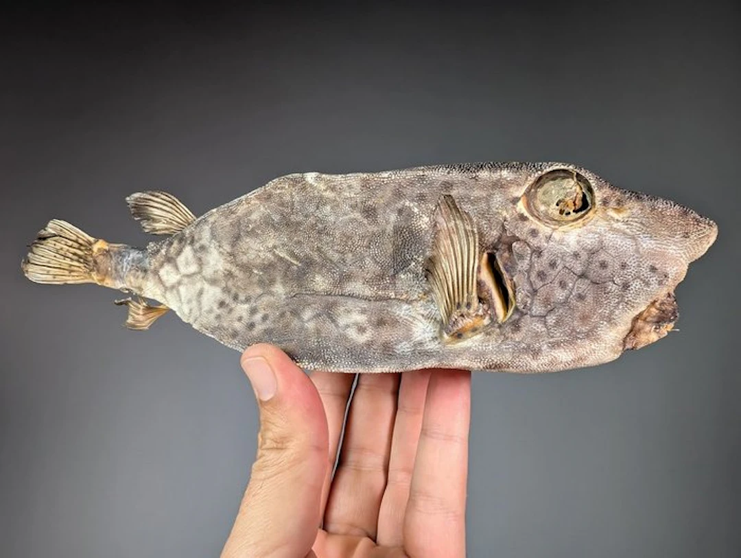 Shortnose boxfish Taxidermy full body mount...