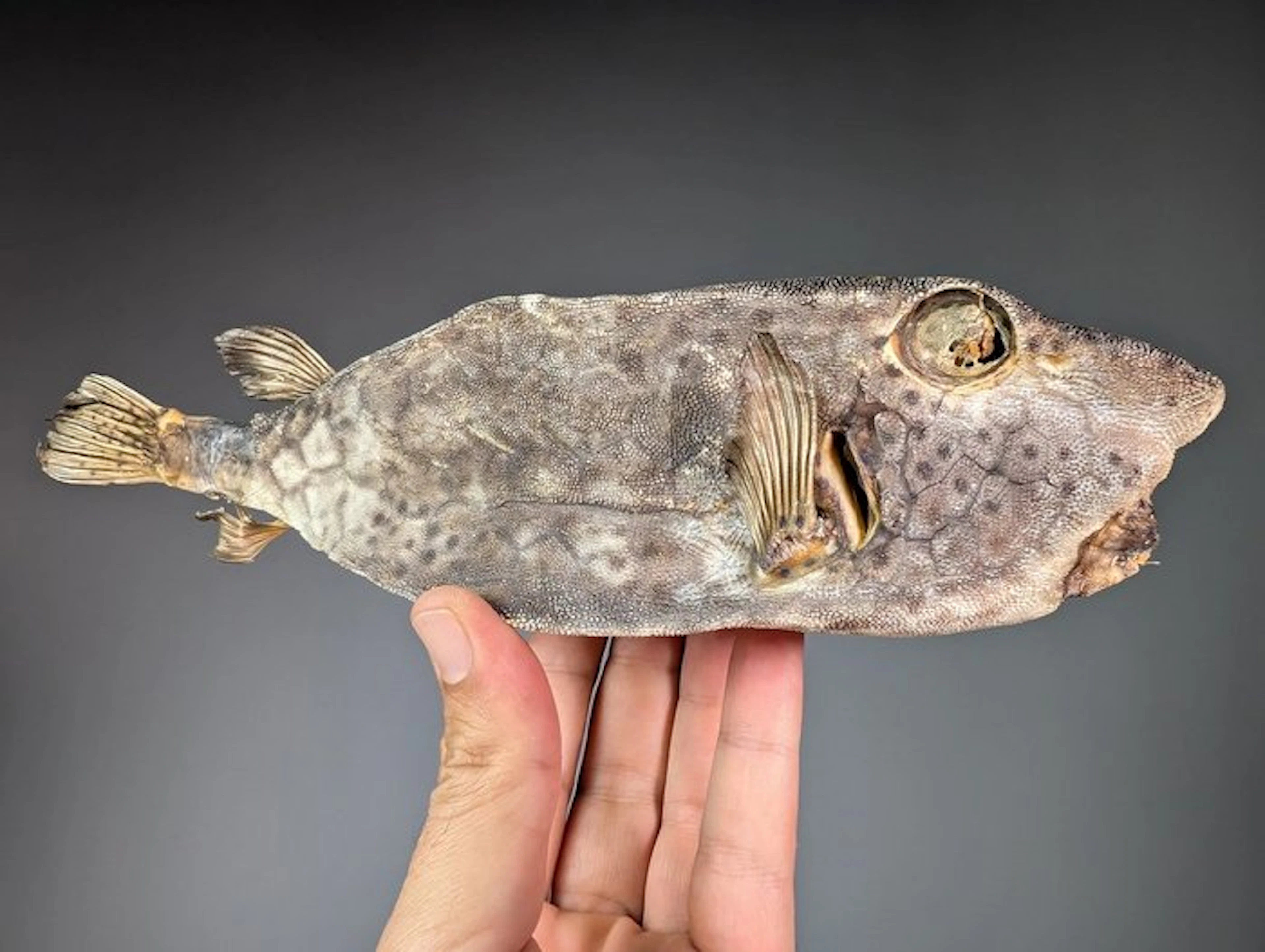 Shortnose boxfish Taxidermy full body mount...