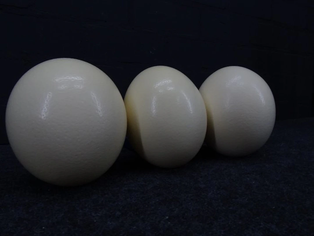 Ostrich Eggs - Taxidermy wall mount - Struthio camelus...