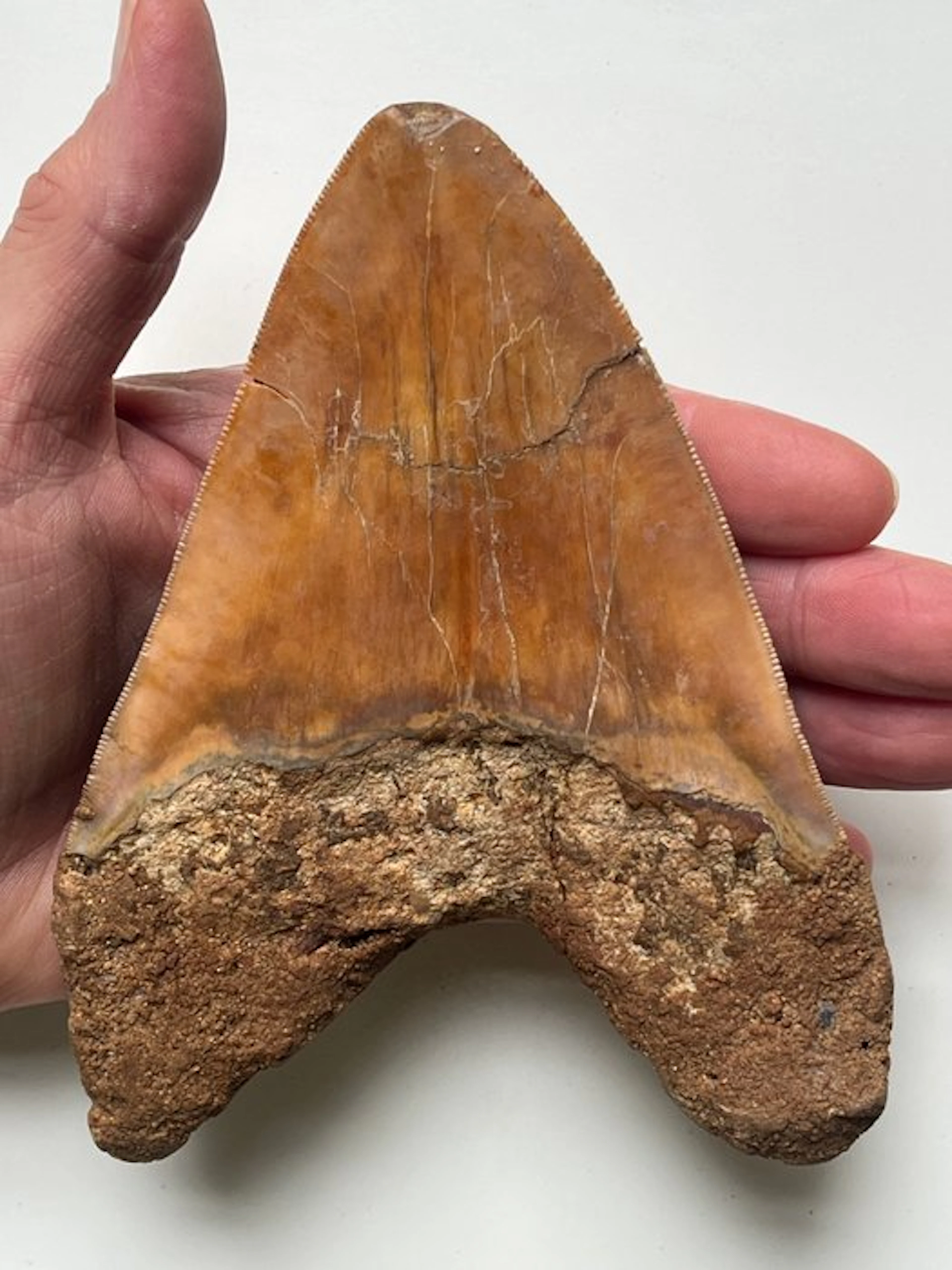 Huge Megalodon tooth 14,5 cm - Fossil tooth - Carcharocles megalodon