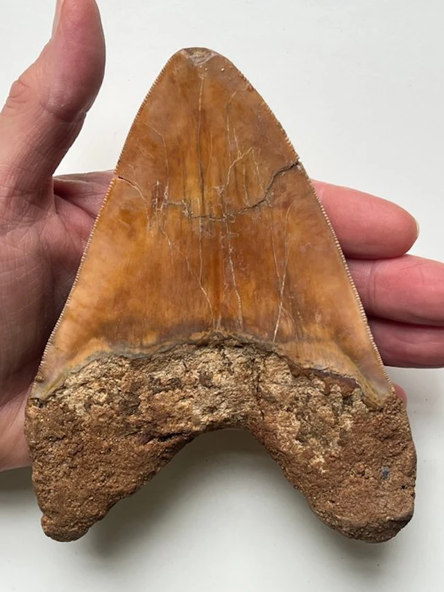 Huge Megalodon tooth 14,5 cm - Fossil tooth...