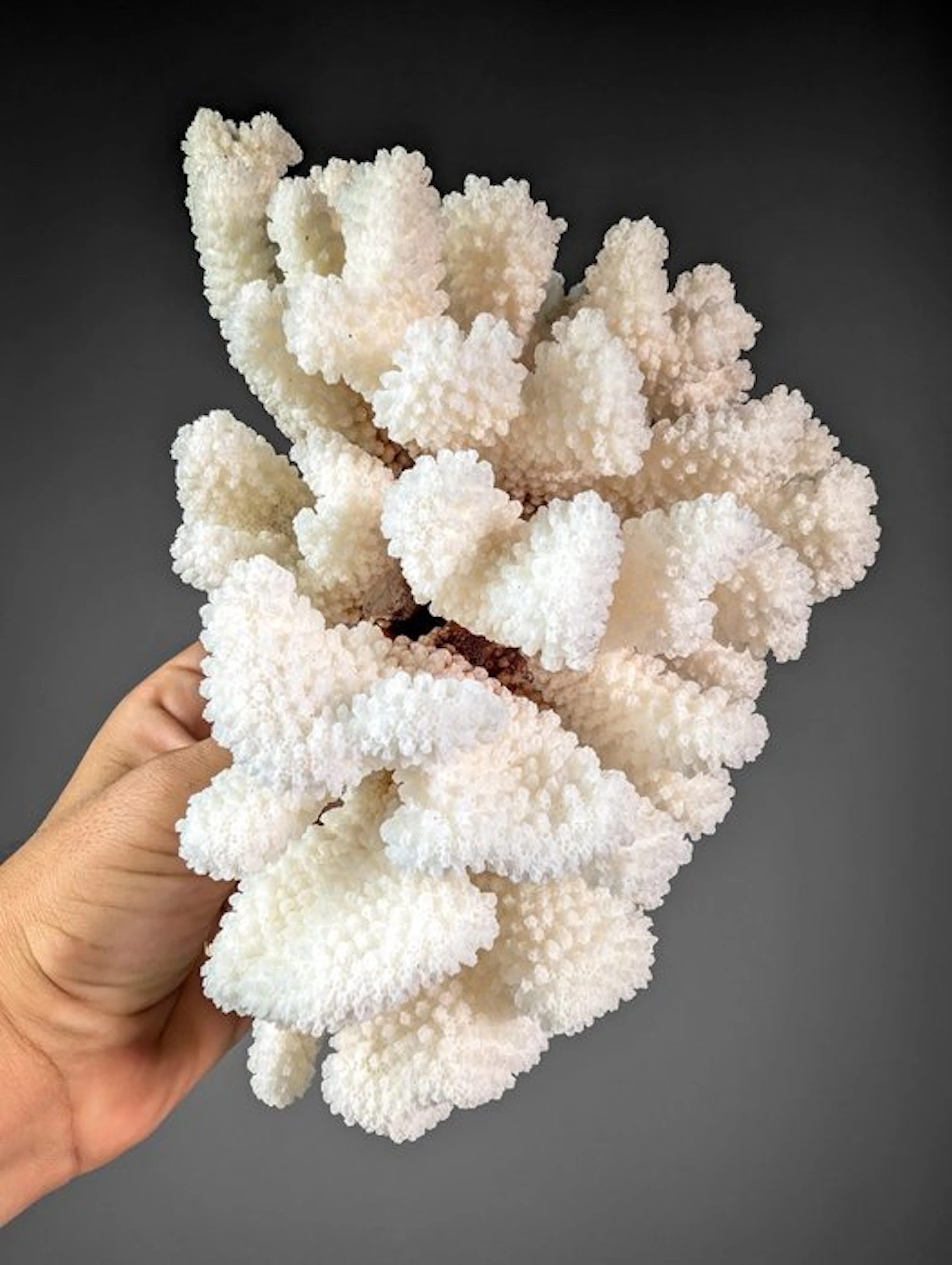 White Cluster Coral skeleton (EU bidders ONLY) Coral...
