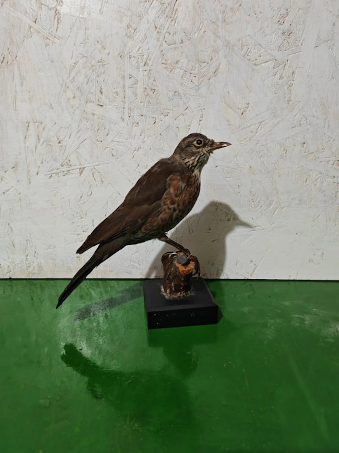 Blackbird Taxidermy full body mount - Turdus merula - 28 cm - 16 cm - 19 cm - 1
