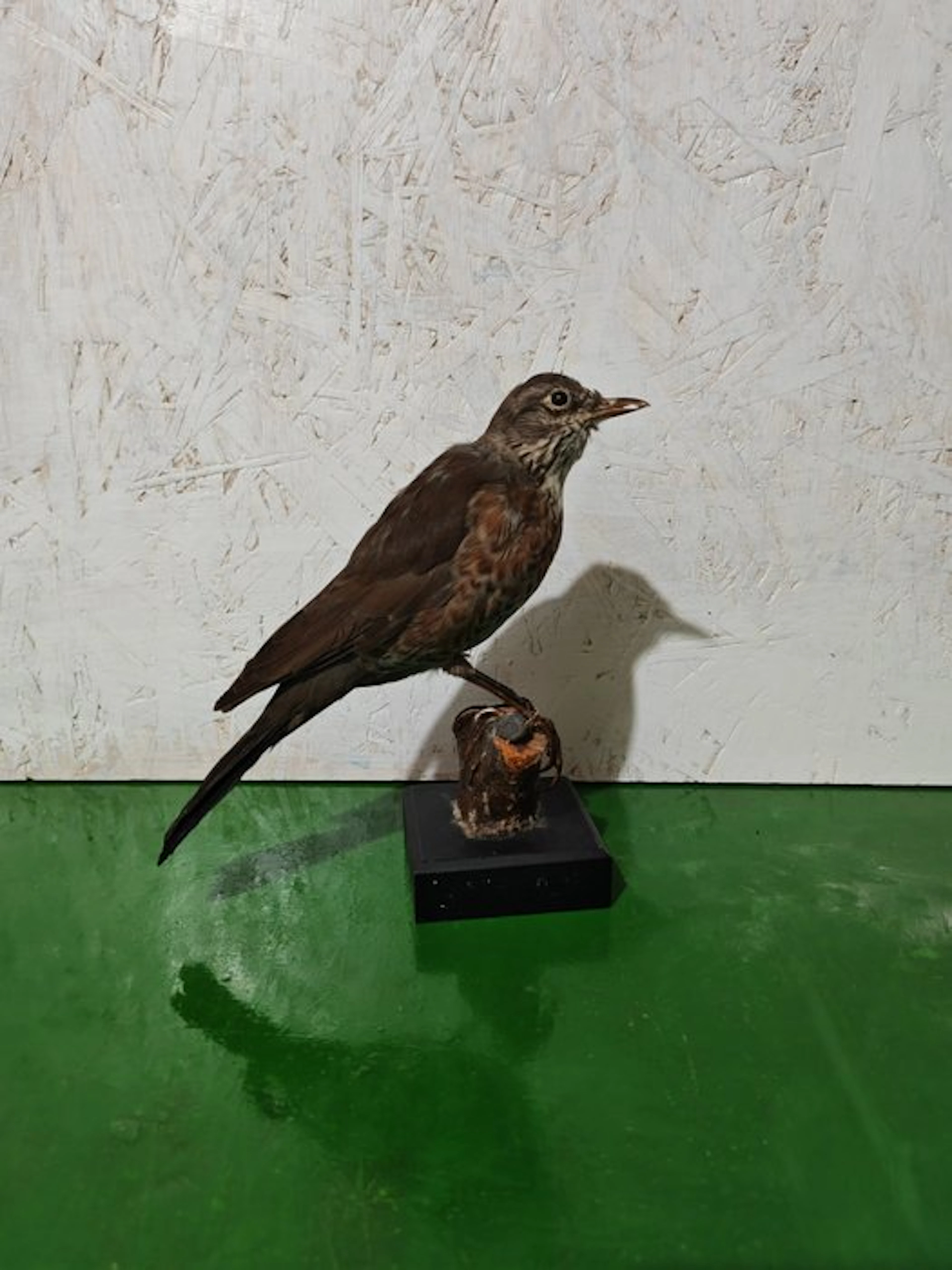Blackbird Taxidermy full body mount - Turdus merula - 28 cm - 16 cm - 19 cm - 1