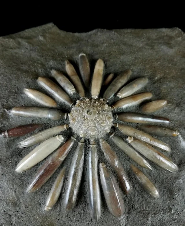 High-quality fossil sea urchin!!! - Shell with radioles...