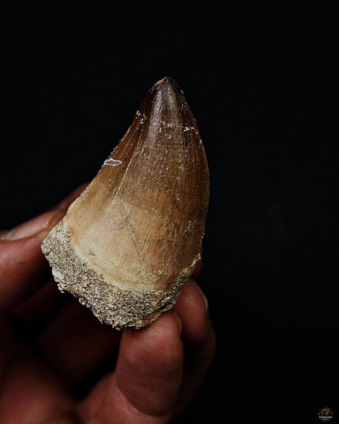 Mosasaur - Fossil tooth - Mosasaurus Thalassotitan atrox (No reserve price)