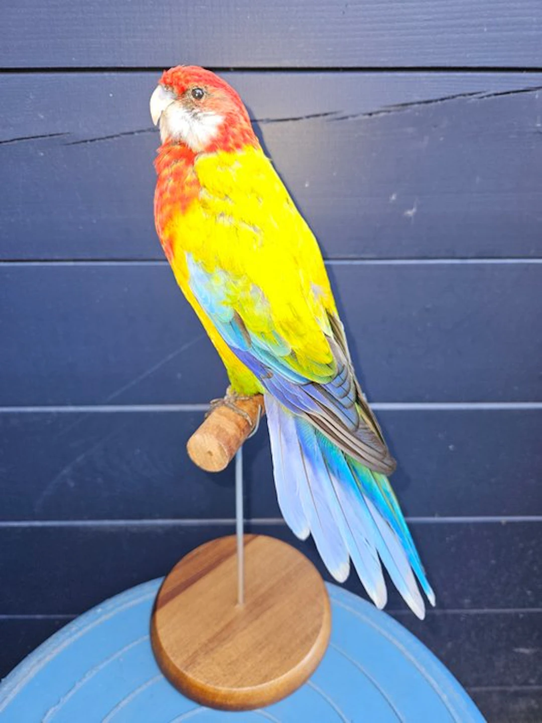 Super beautiful Splendid Rosella parakeet Taxidermy full...