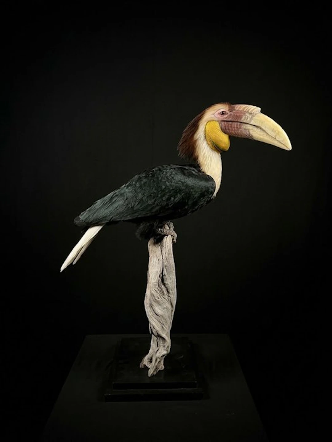 Male festooned hornbill Taxidermy full body mount...