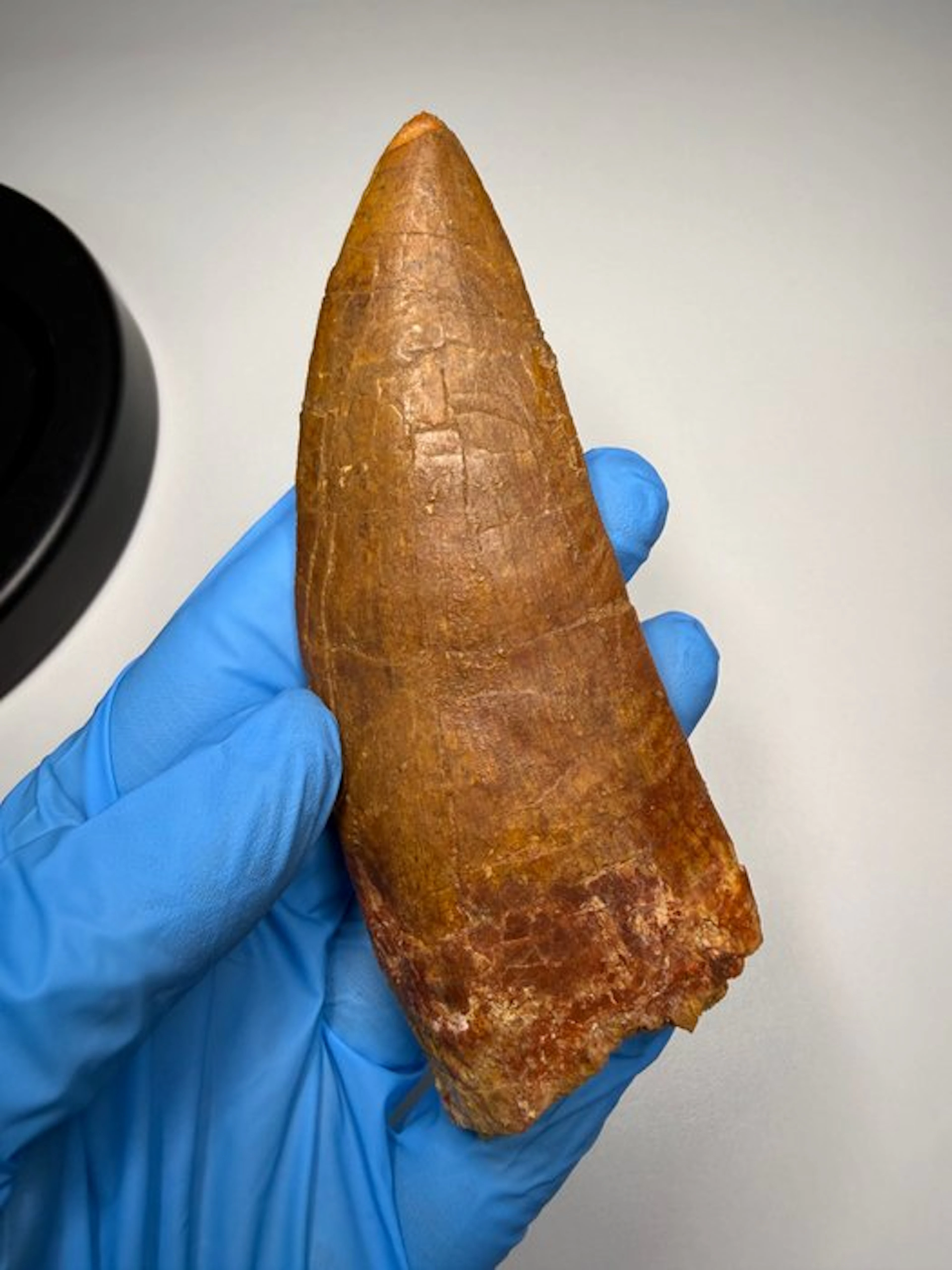 Carcharodontosaur - Fossil tooth - Carcharodontosaurus Saharicus - 12.5 cm