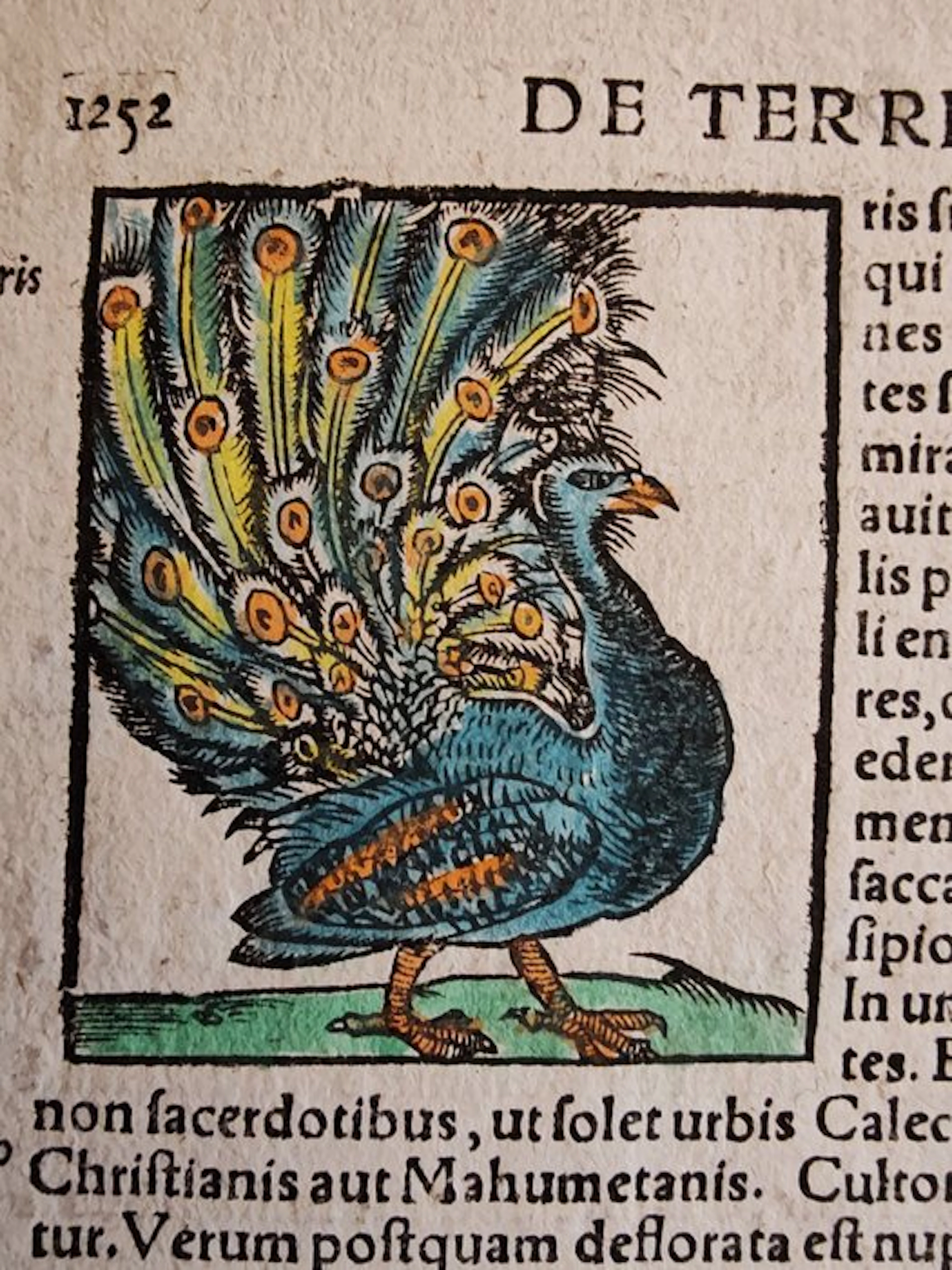 Sebastian Münster (1489–1552) - Cosmographia Universalis...