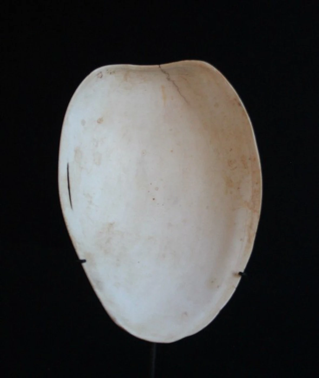 Stone Age bailer jewelry from the Mendi culture - Papua...