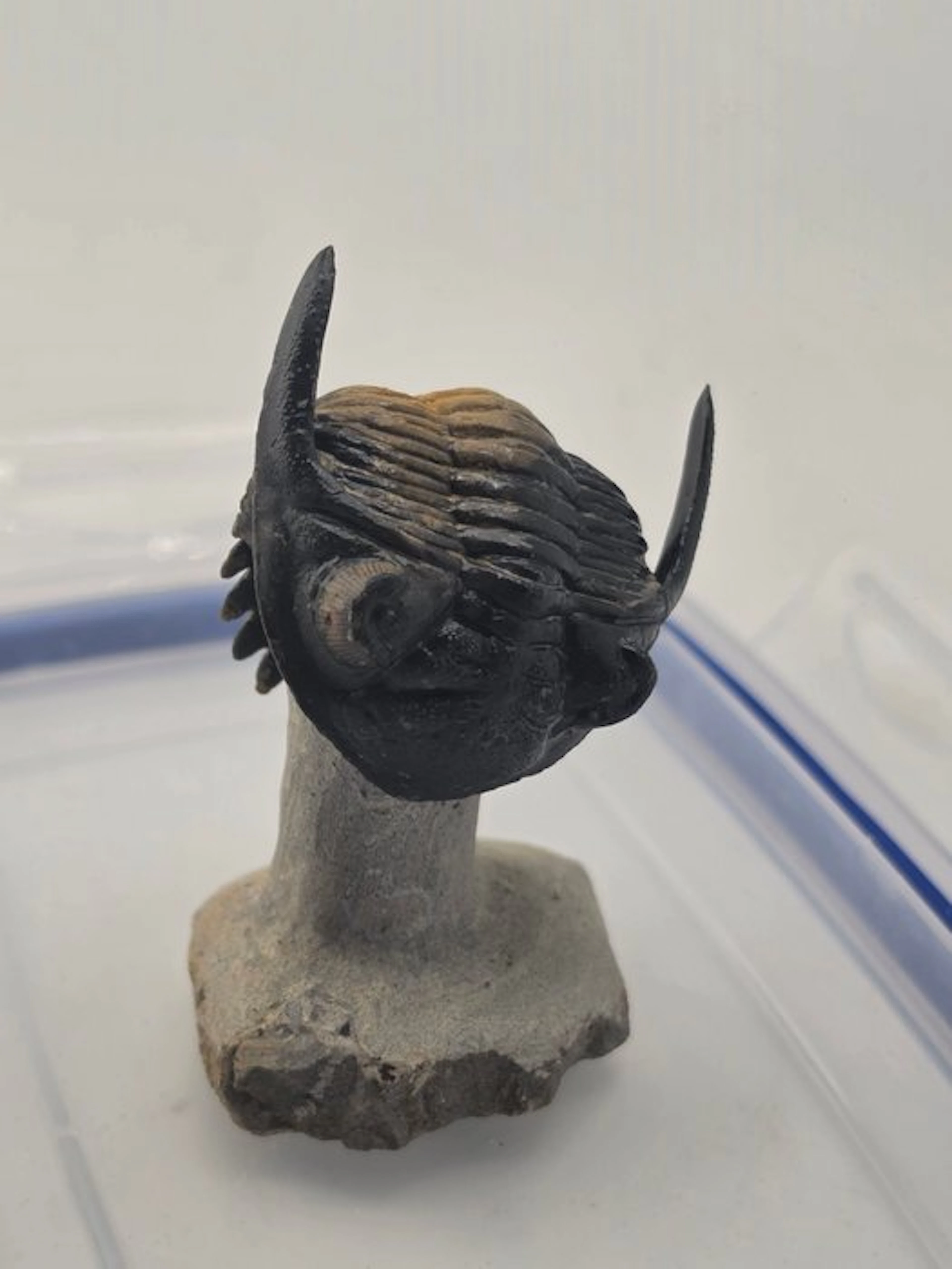 Trilobite - Fossilised animal - hollardops mesocristata - 6.5 cm