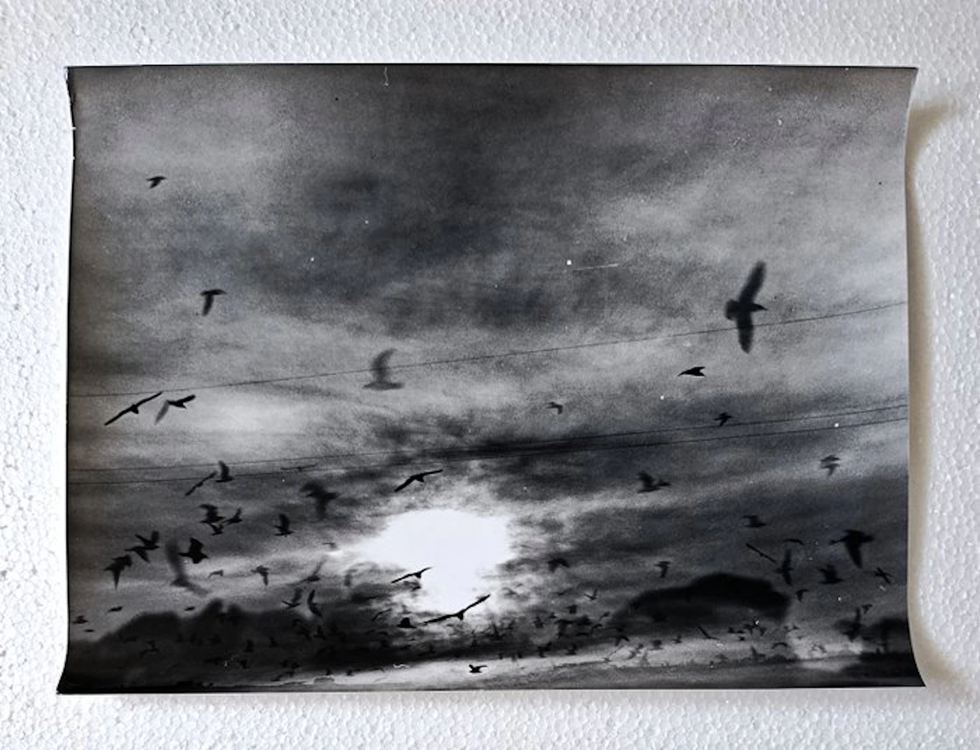Mario Giacomelli (1925–2000) - Senza titolo (Gabbiani-anni '80)