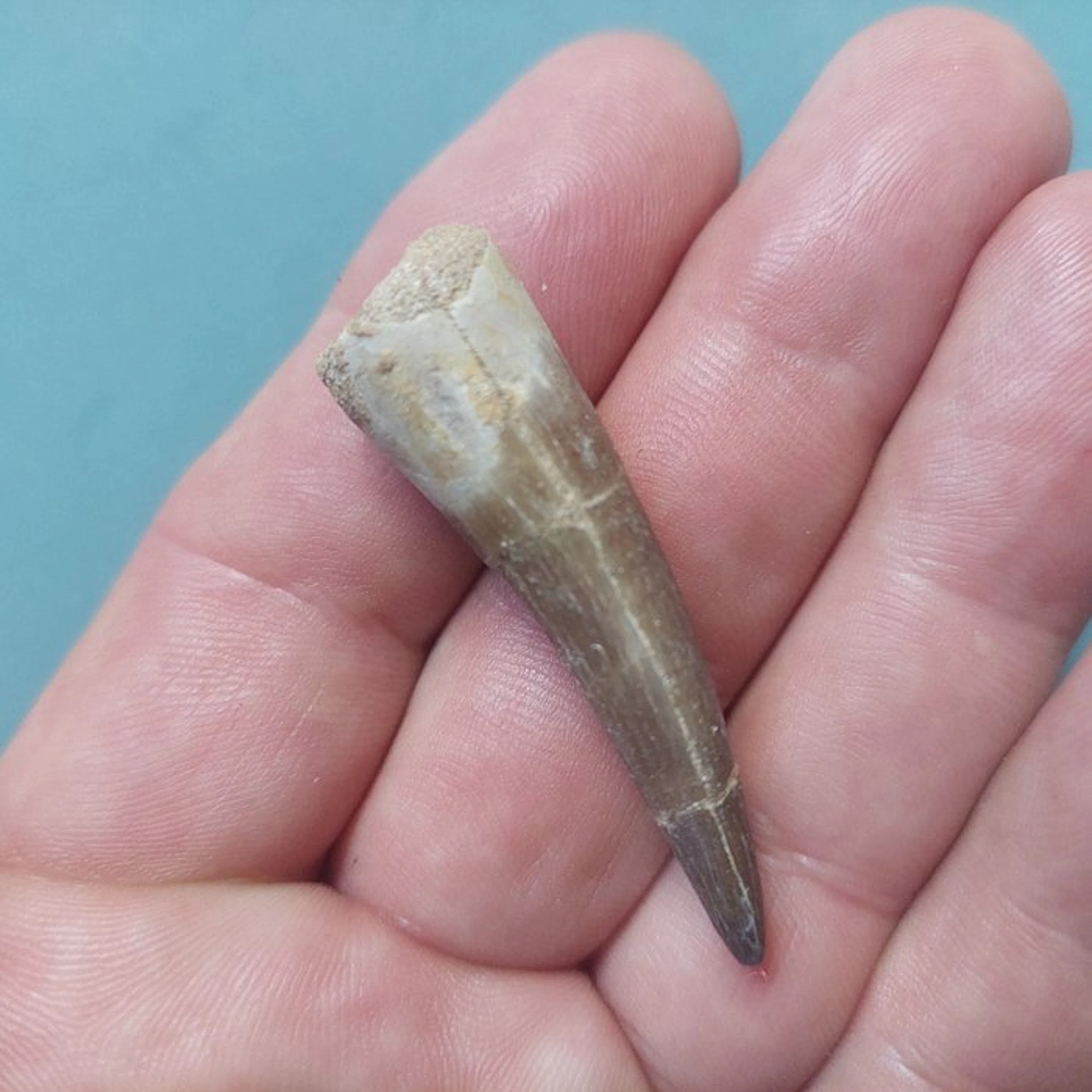 Marine reptile - Fossil tooth - Plesiosaurus - 55 mm - 15 mm (No reserve price)