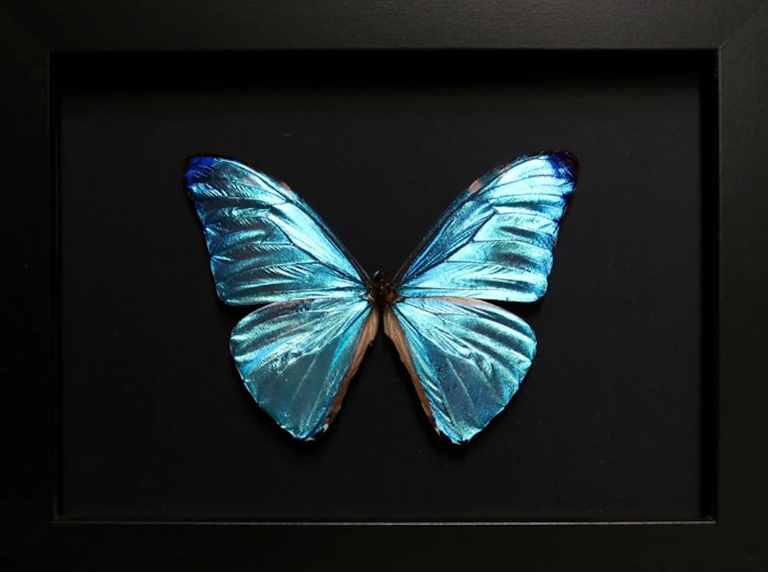 Butterfly Taxidermy full body mount - Morpho adonis - 18...