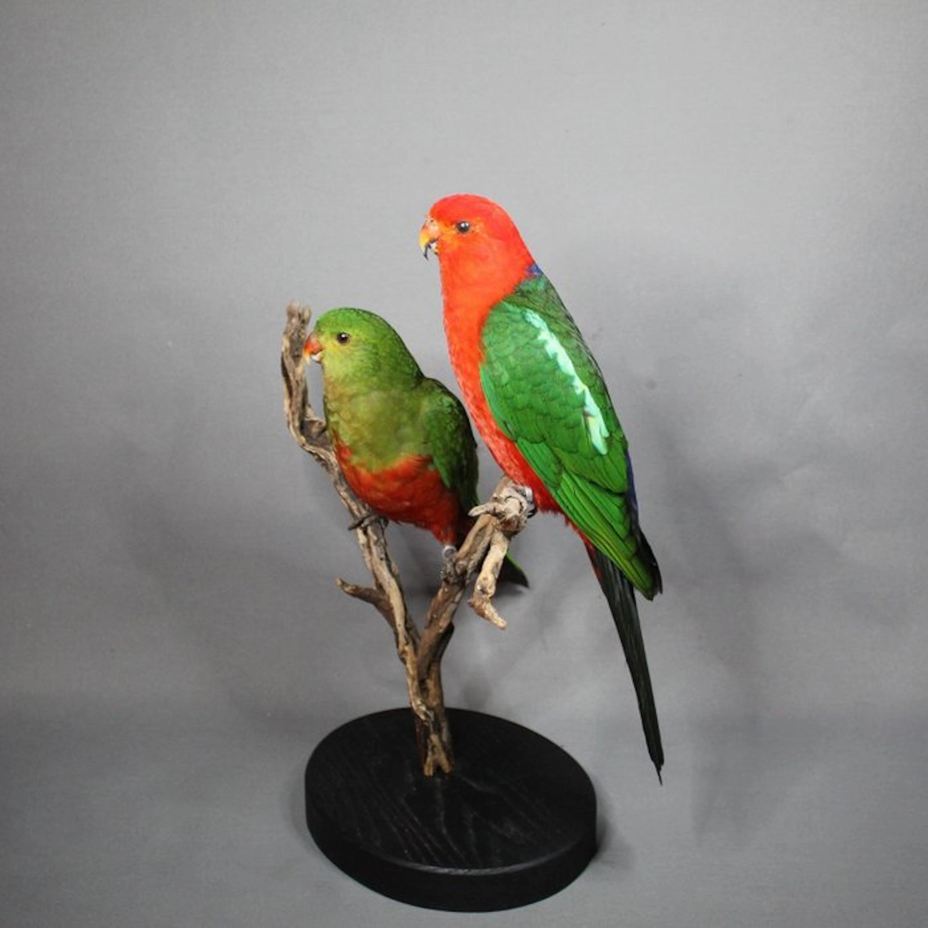 Pair of king parakeets Taxidermy full body mount...
