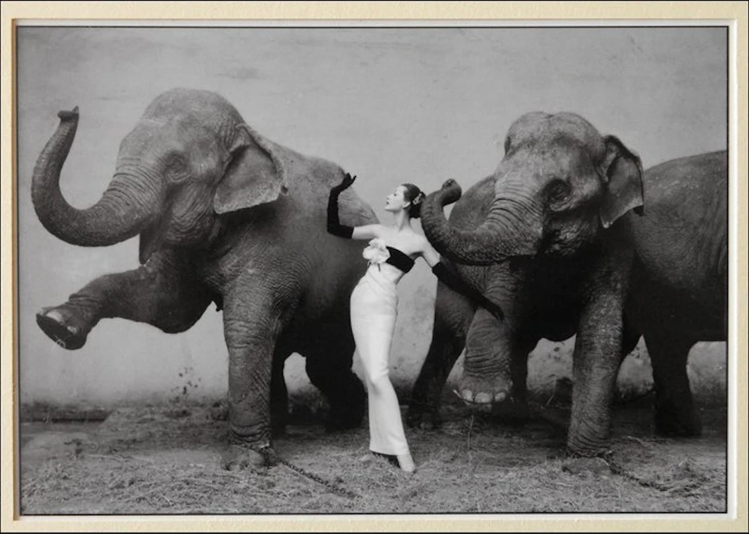 Richard Avedon (1923–2004) - Dovima with Elephants, Paris, Cirque d’Hiver, 1955