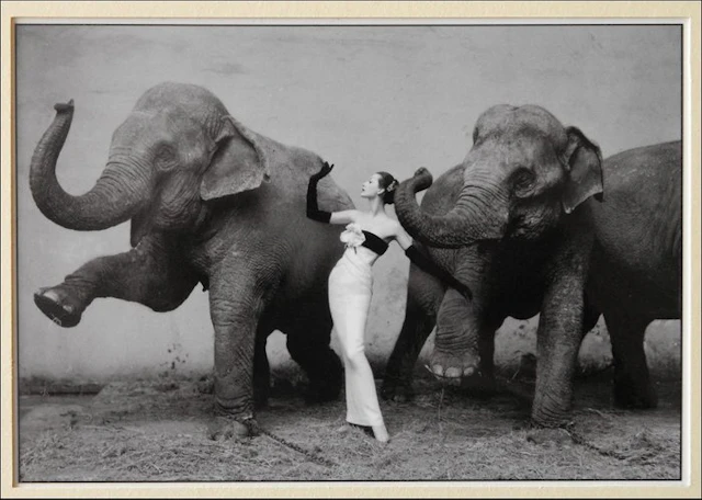 Richard Avedon (1923–2004) - Dovima with Elephants, Paris, Cirque d’Hiver, 1955
