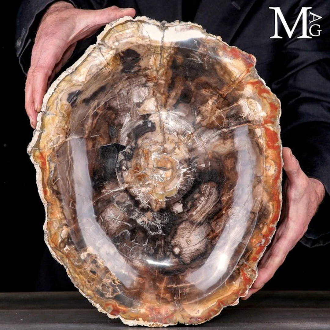 Brilliant Polished Petrified Conifer Wood Displaying...