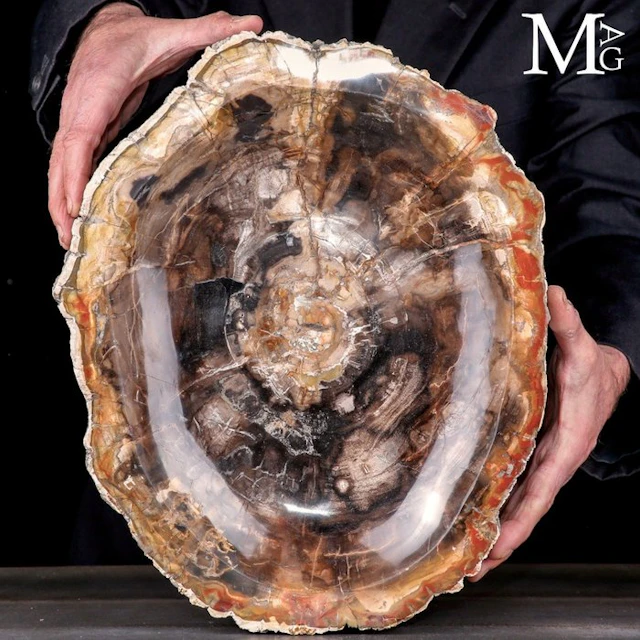 Brilliant Polished Petrified Conifer Wood Displaying...