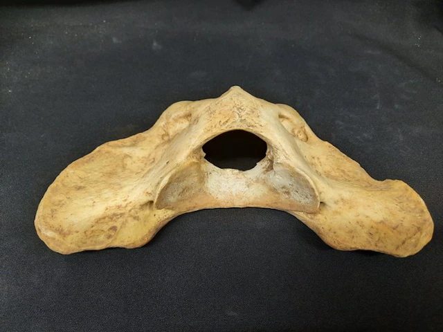 Cave bear