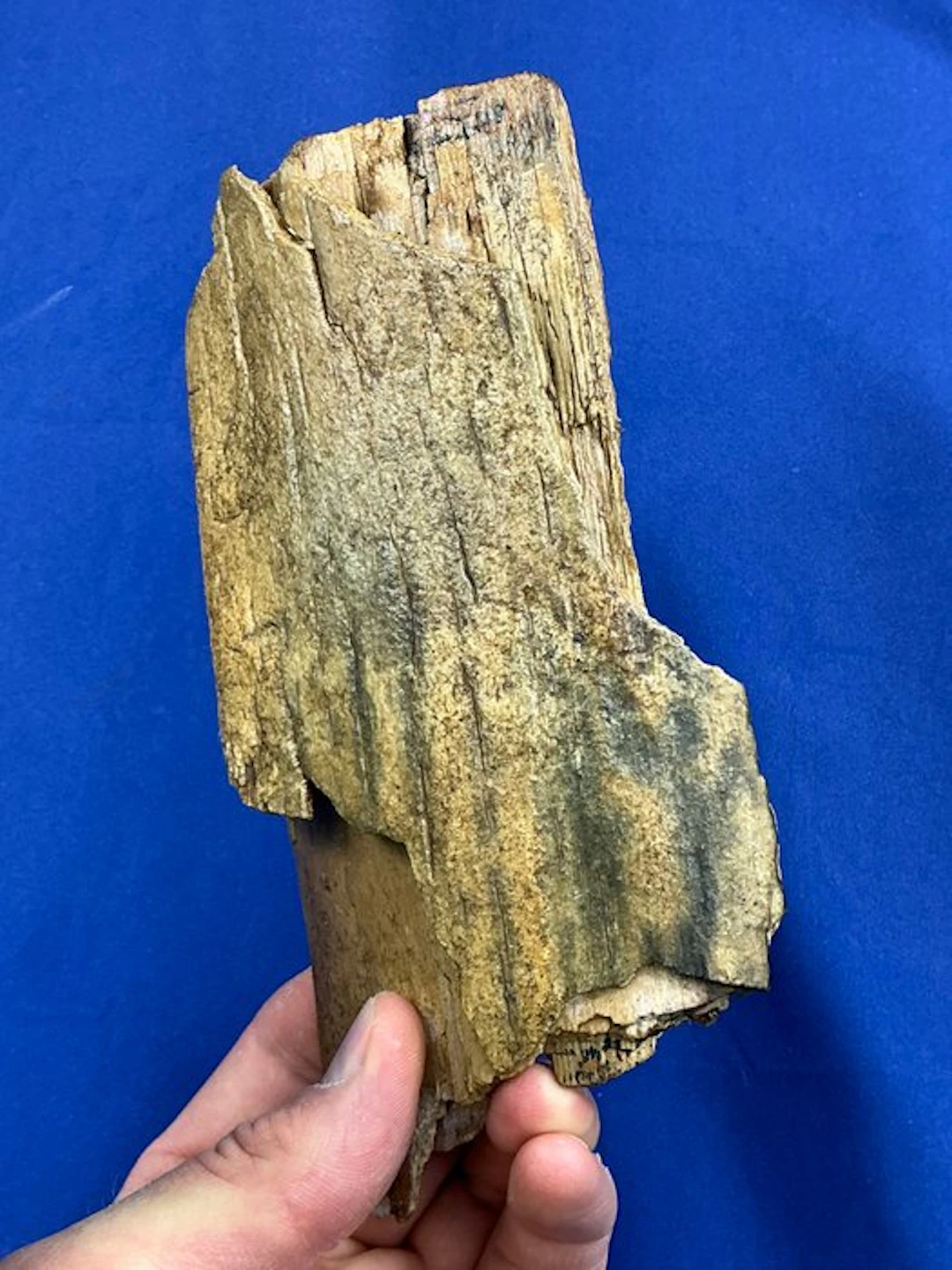 Beautiful woolly mammoth ivory tusk bark