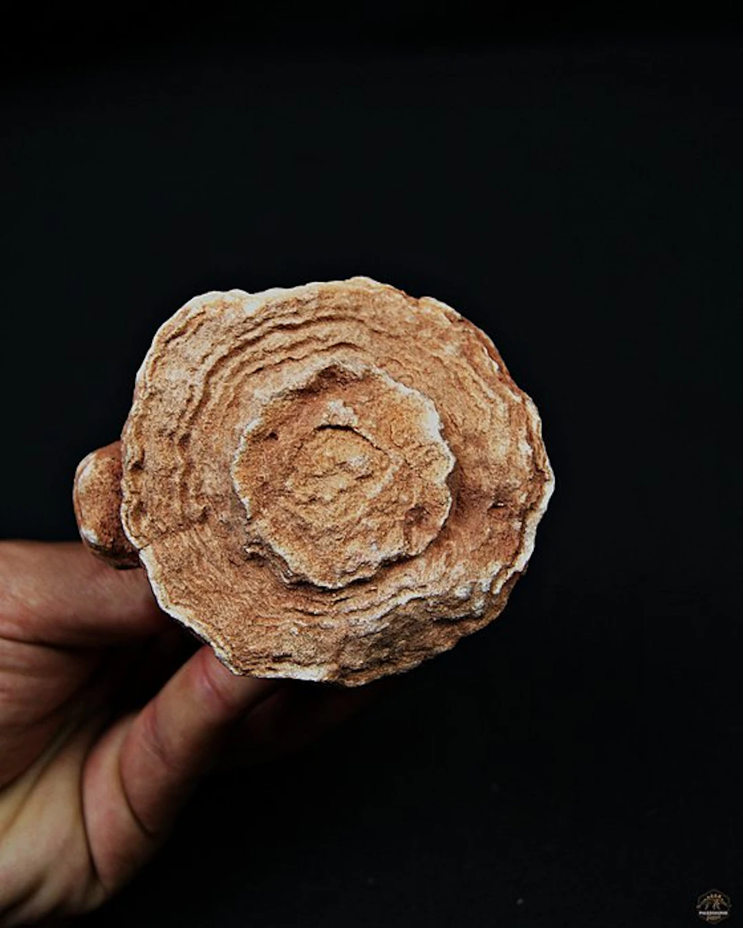 Spectacular Desert Stromatolites - Fossil matrix...