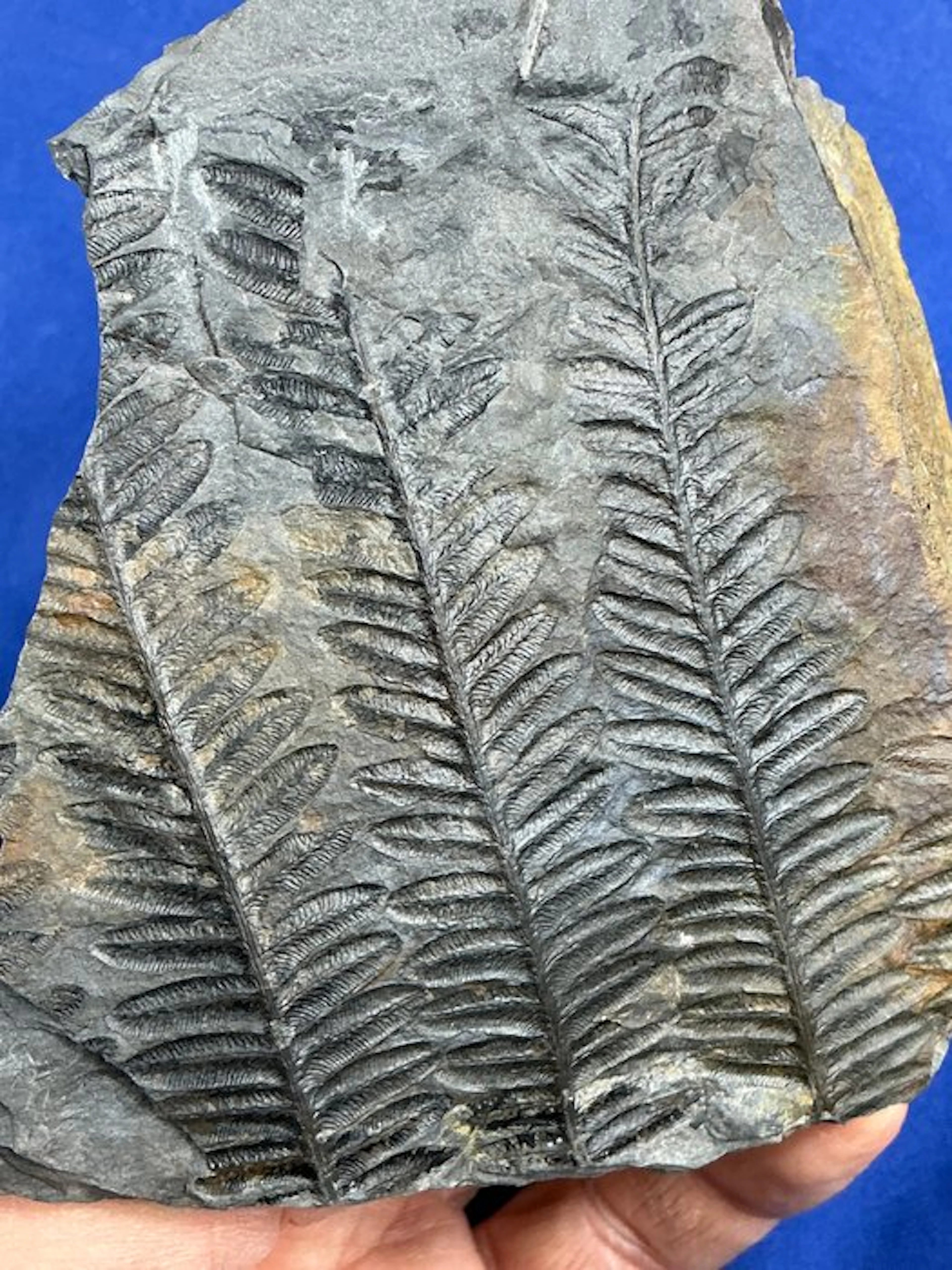 beautiful carboniferous plant fossil - Fossilised plant - Callipteridium sp
