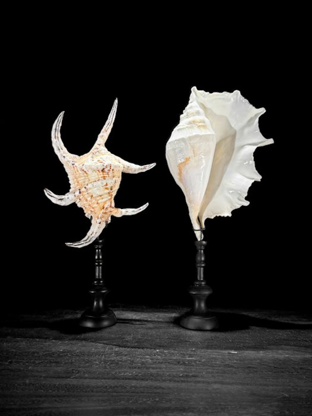 Stunning Set of Two Spider Conch Shells on custom stands...