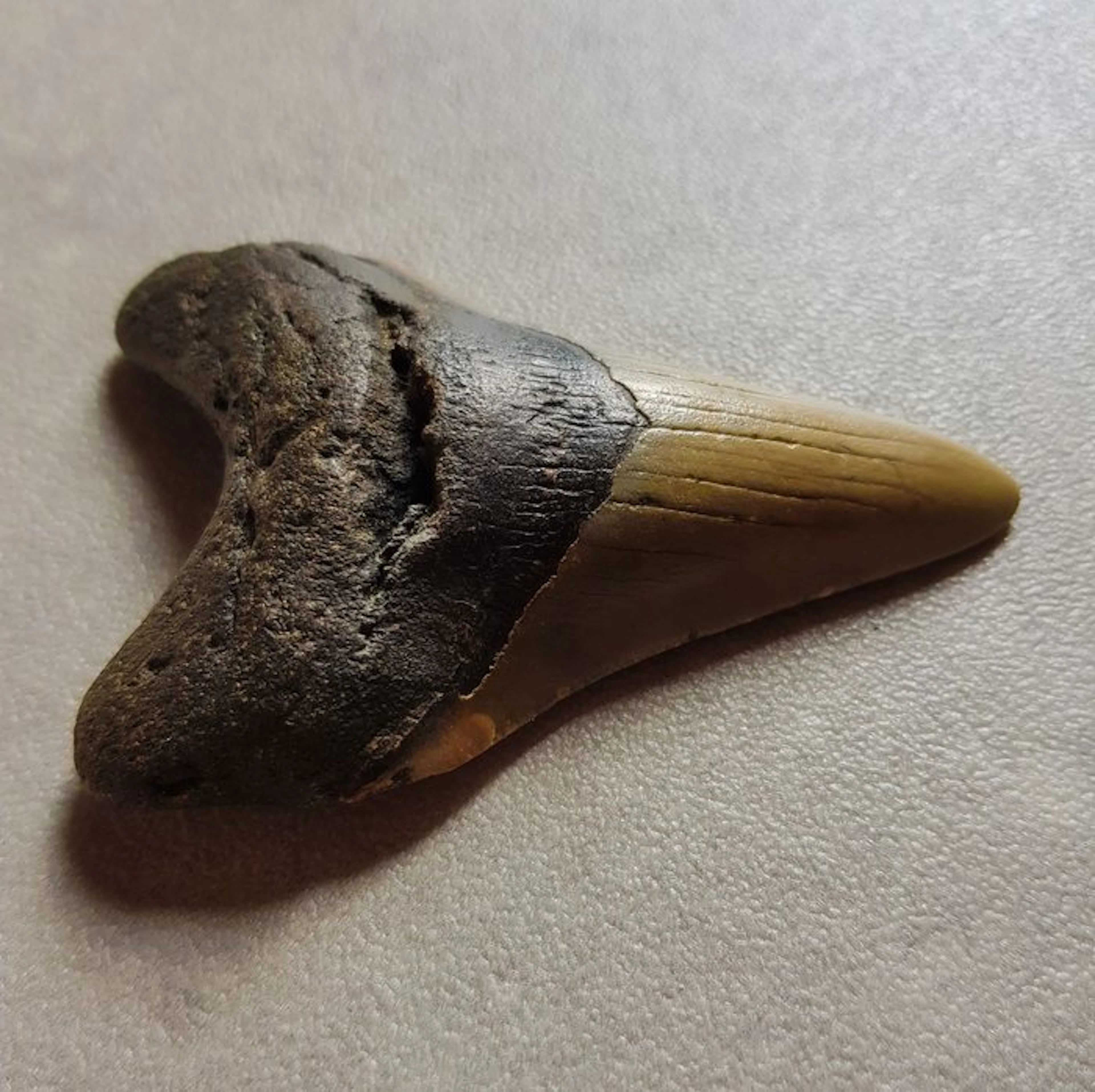 Megalodon - Fossil tooth - 9.8 cm - 6.6 cm