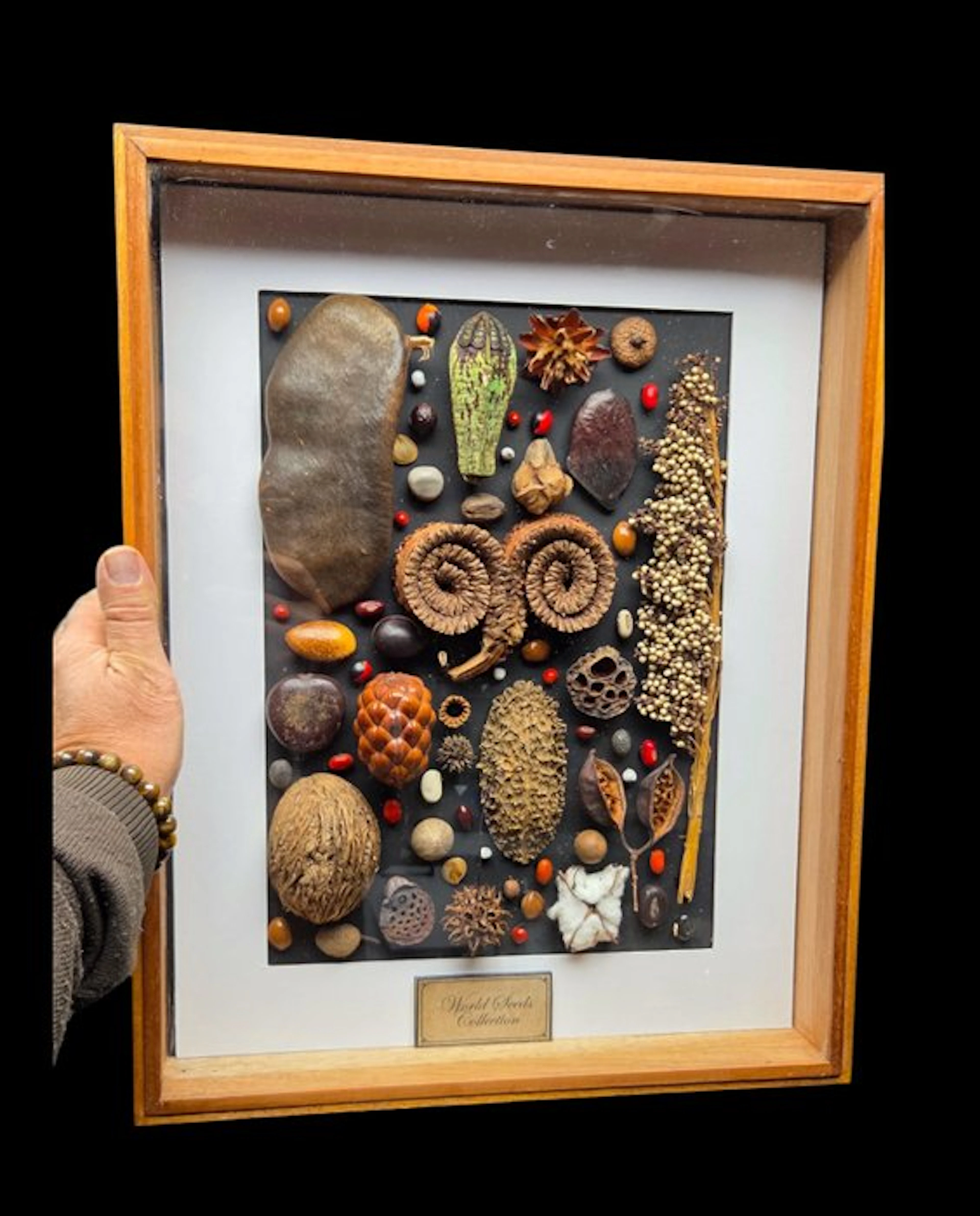 Museum rare dried world world seeds - beautiful color and...