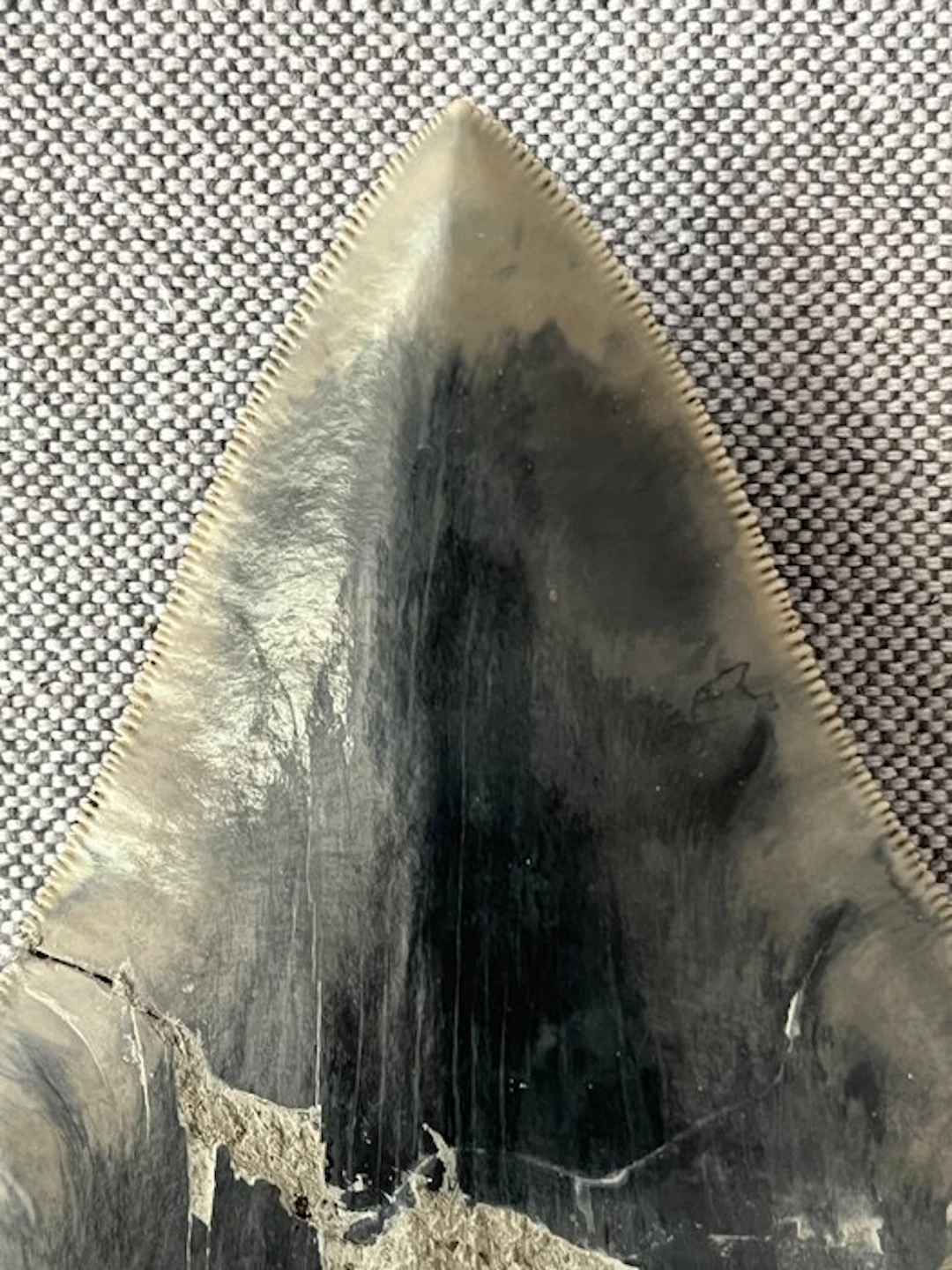 Huge Megalodon tooth 13,2 cm - Fossil tooth - Carcharocles megalodon