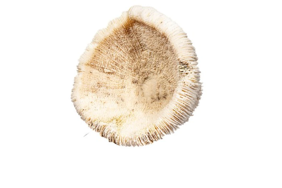 Mushroom coral on a plexiglass base Taxidermy wall mount...