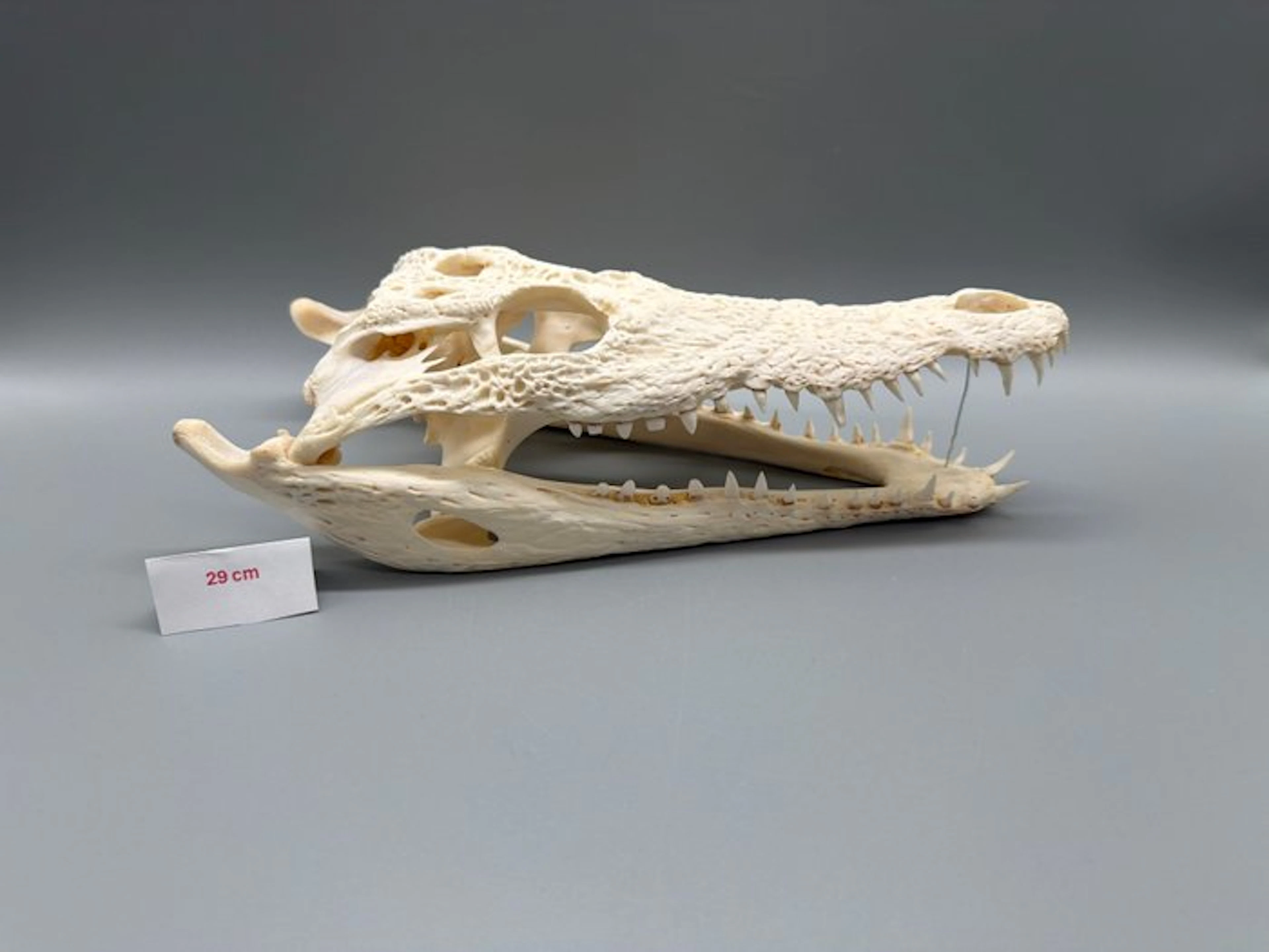 Nile Crocodile Skull - Crocodylus niloticus - 7 cm - 12...