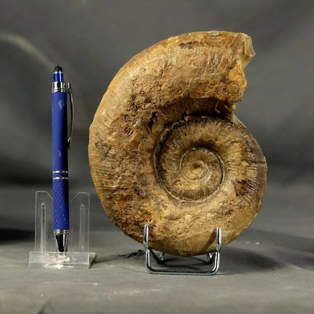 Fine Ammonite - On elegant steel stand - Two sides...