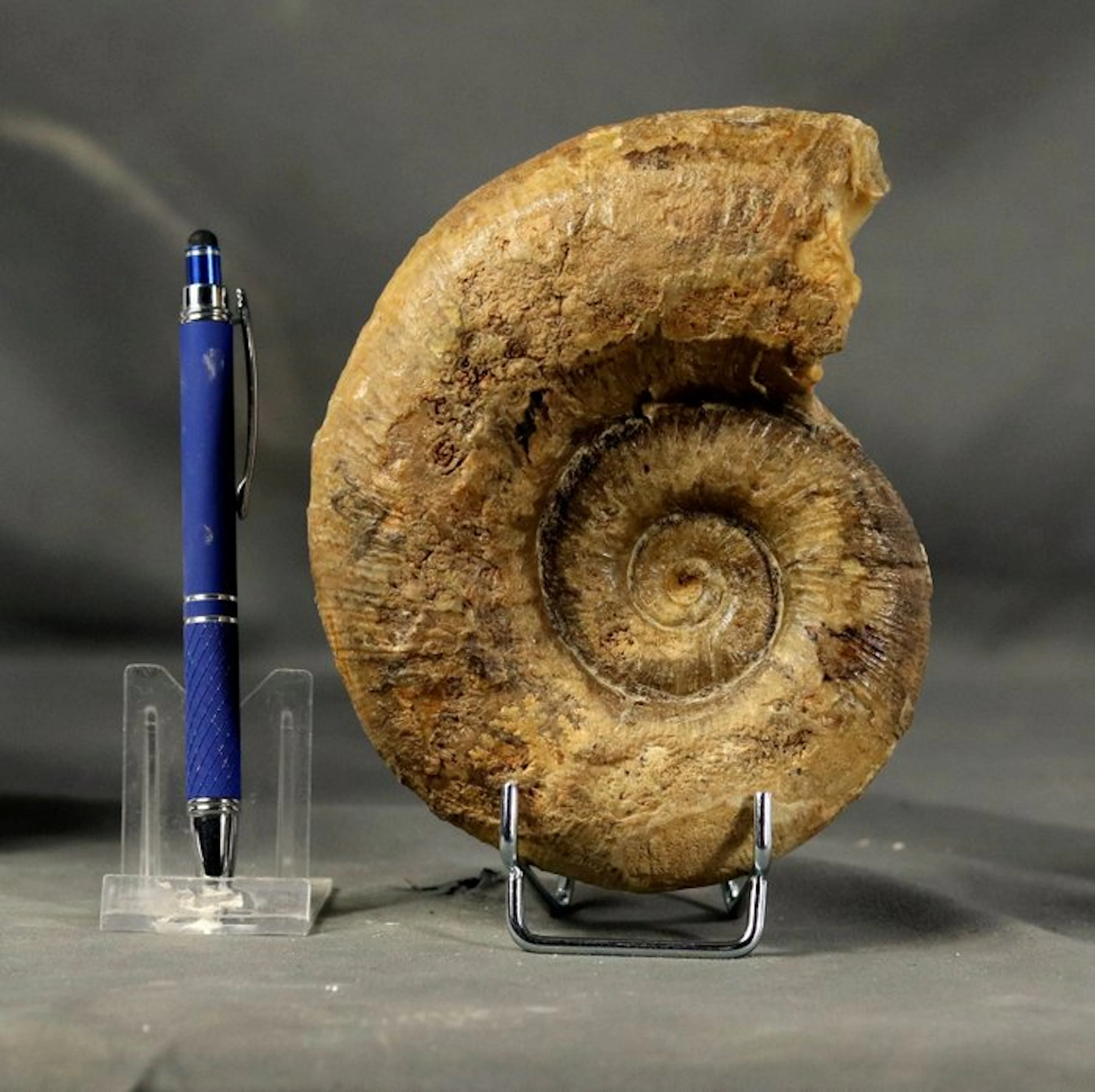 Fine Ammonite - On elegant steel stand - Two sides...