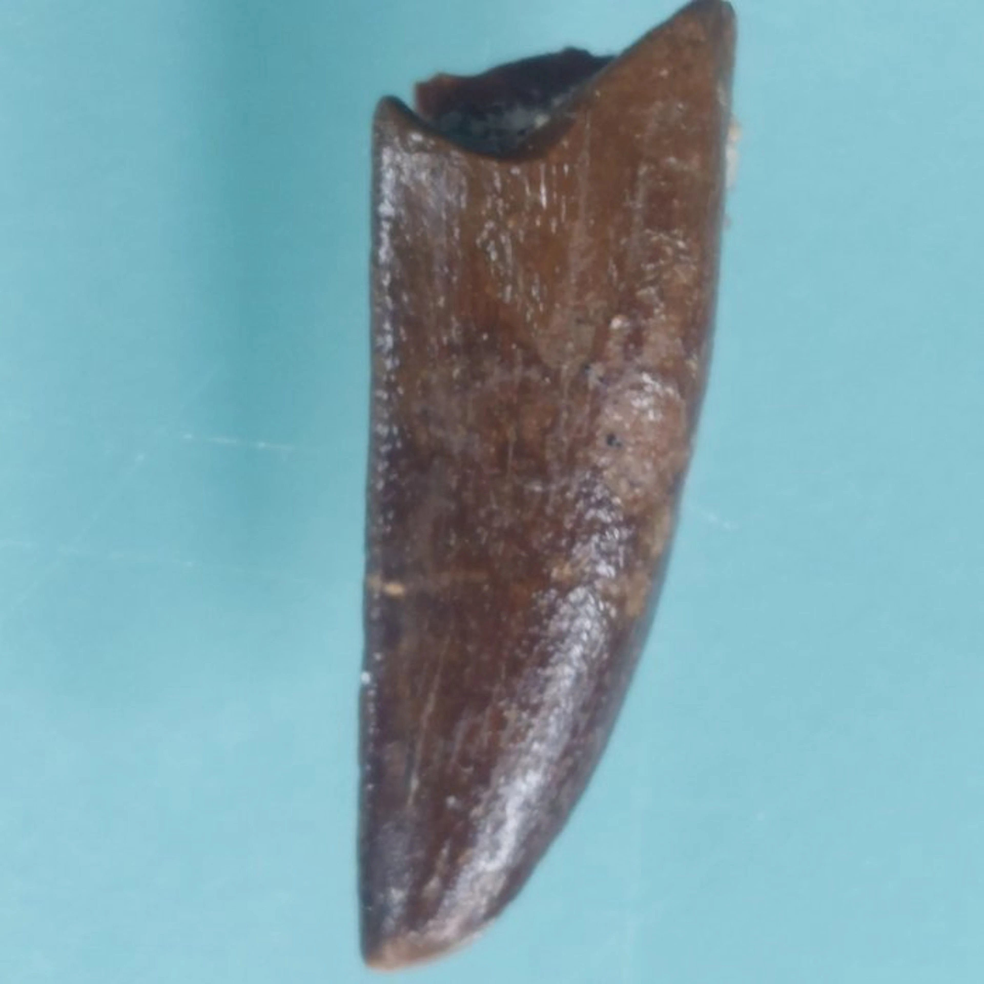 Dinosaur - Fossil tooth - Abelisaurus - 22 mm - 7 mm (No reserve price)