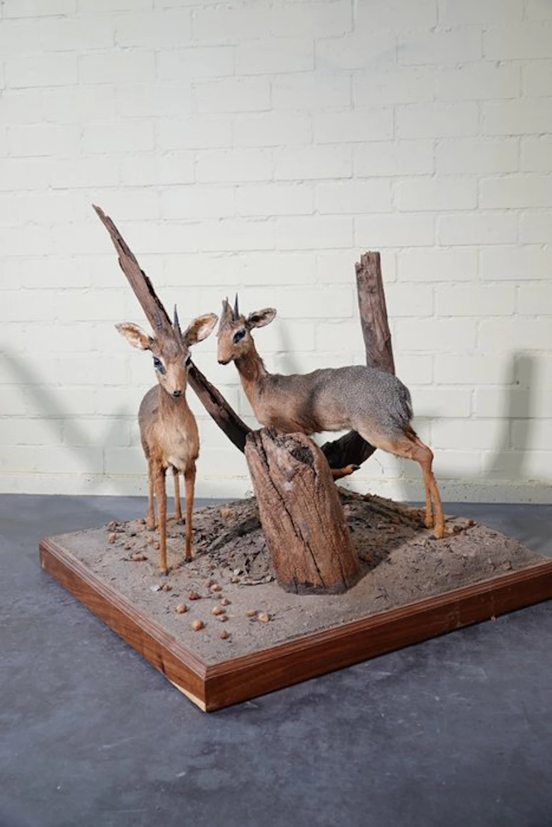 Dik-dik Taxidermy wall mount - Madoqua kirkii - 84.5 cm - 84.5 cm - 84.5 cm - 1