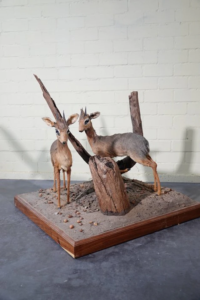 Dik-dik Taxidermy wall mount - Madoqua kirkii - 84.5 cm - 84.5 cm - 84.5 cm - 1