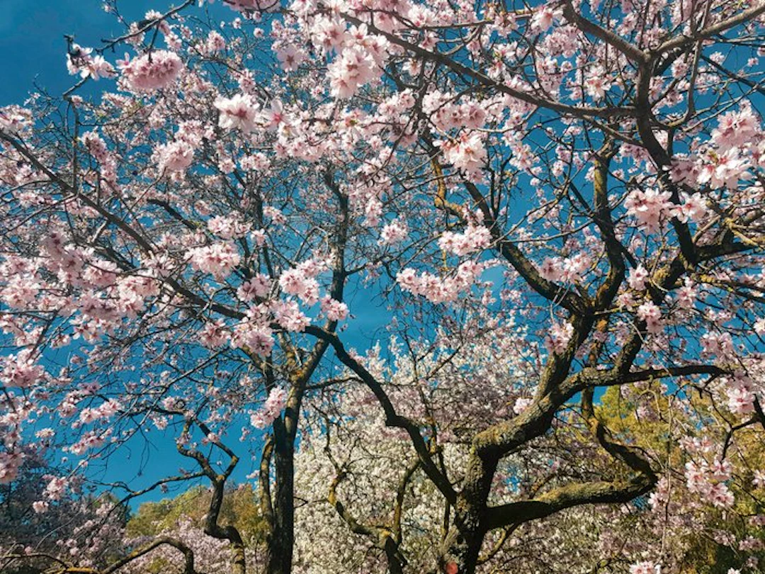 Viet Ha Tran - Spring is in the air V