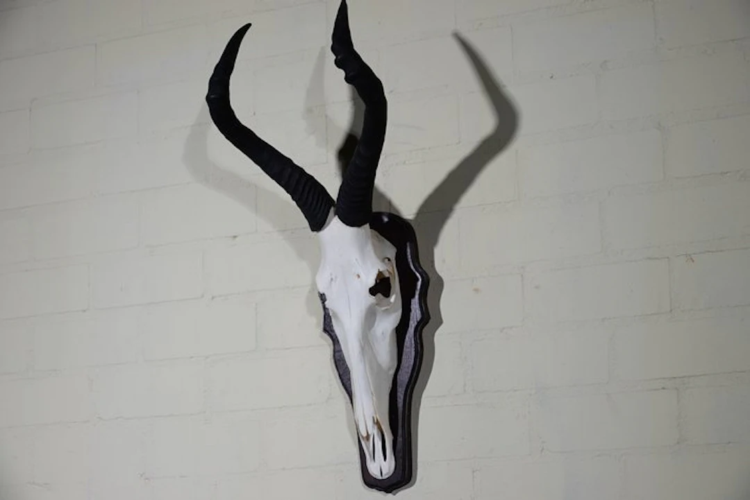 Hartebeest skull Skull - Alcelaphus buselaphus - 30 cm...