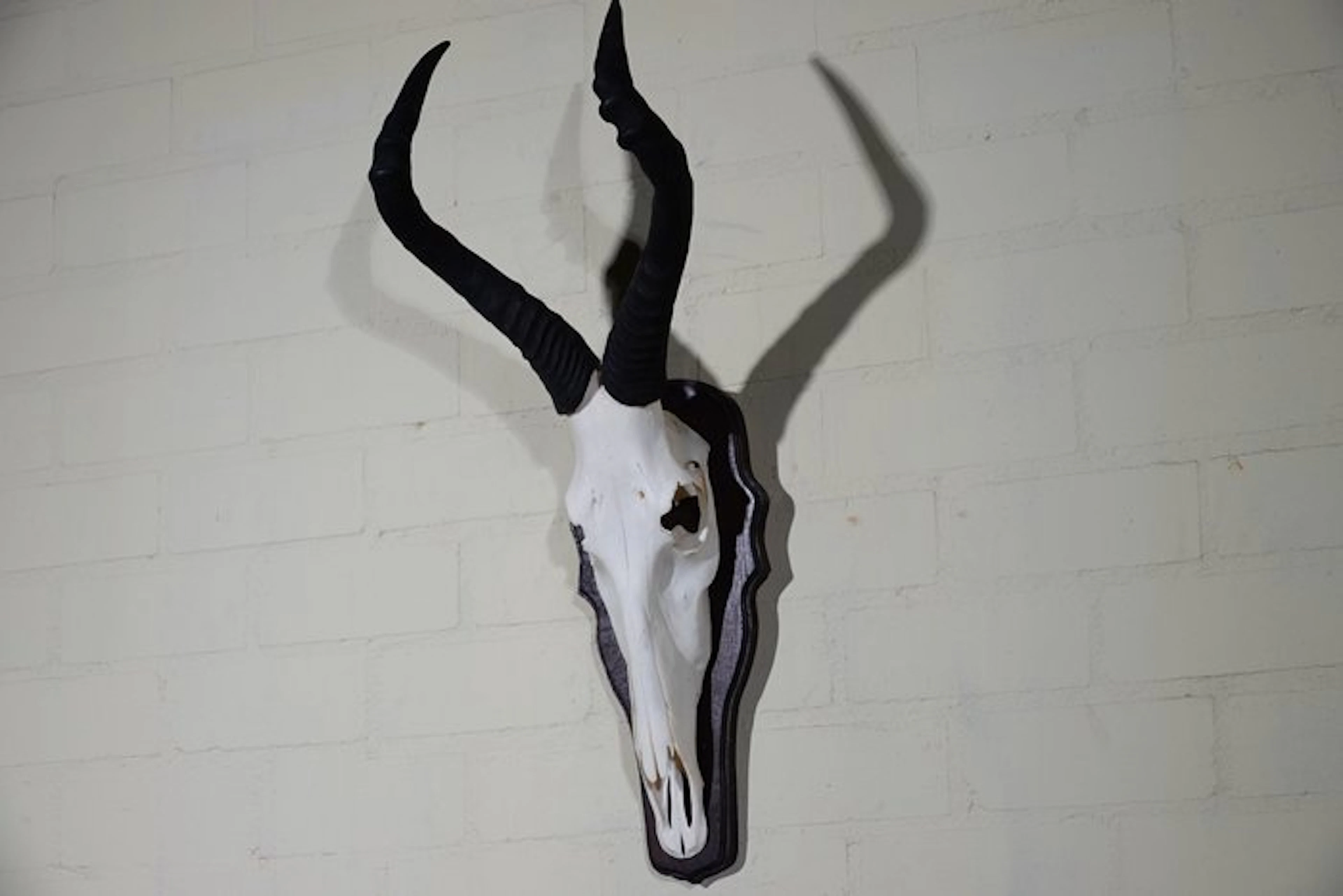 Hartebeest skull Skull - Alcelaphus buselaphus - 30 cm...